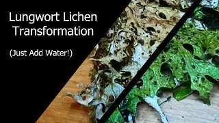 Lungwort Lichen Transforms with a Spritz of Water