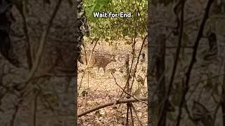 OMG😰#wildlife#tigerlover#penchnationalpark#adventure#looklikereal#aigenerated #viral shorts#Avangard