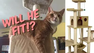 The Best BIG CAT cat tree on Amazon