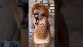 A yawning mini llama is so cute 🦙 😍