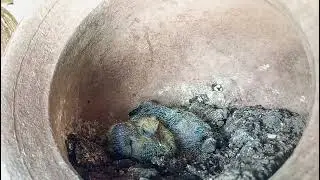 Two Baby Pigeons Nesting Inside a Hanging Clay Pot | Free to Use Footage | Murmu Mobile Footages |