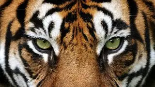 Tigers: Colonialism's forgotten victims