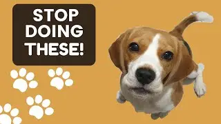 5 BAD HABITS you need to STOP when training you pet