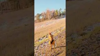 Dogs is Expert at Catch #cutedog #dog #funny #animals #dogshorts #cutedog #doglife #walking #dogs