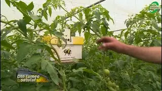 Cum se face combaterea dăunătorilor cu ajutorul prădătorilor naturali
