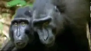 Bruce Forsyth Monkeys