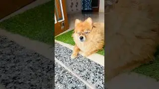 Don&rsquo;t mess with the gatekeeper 🐶🕶️ #DogOnDuty&rdquo;#DogWithGlasses  #DogOnDuty  #GateKeeperDog