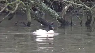Taking A Break #WaterLovelyBird #commongoosander #goosander #waterbirds #aquaticbirds #wildanimals