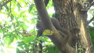 Not bird Call!  Two Different Calls By Pallas's Squirrel (in Hong Kong)