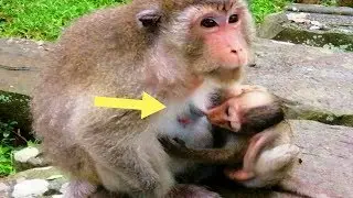Great Mom Monkey, Merri Best Mom Still Give Milk​To Baby, Little Baby Maci Happy To Feed Milk​