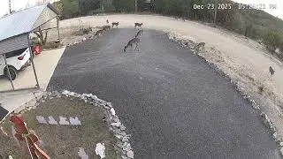 Deer on feed block. 