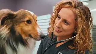 Почему я прихожу в CityVet