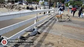 Malibu's Hidden Gem, Paradise Cove in 1 Minute!
