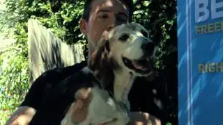 Rescuing The 3 Musketeers! BFP's Korean Senior Beagle Rescue