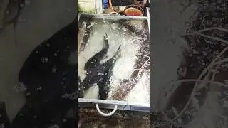 Jinda Machli Ka Asli Market 🐟 😮#JindaMachli#LiveFish#MachliMandi#FreshFish#DesiFish#VillageMarket