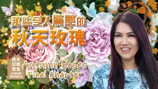 歲末回饋觀眾抽獎贈送玫瑰。2024 那些令人驚豔的秋花! Autumn Rose Garden