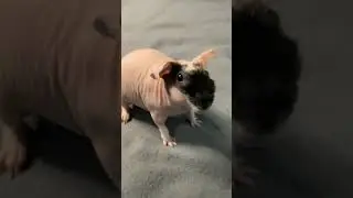 WHEEK WHEEK! Loud Guinea Pig Butter&hellip; Skinny Pig