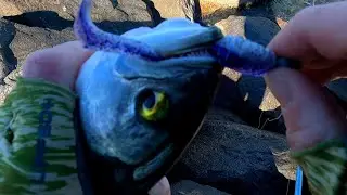 slaying snapper-blues at the huntington beach state park jetty