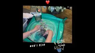 Repotting Using Smart Grower Mycorrhizal Fungi 🌱