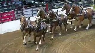 2017 Calgary Stampede Heavy Horse Show - World Six Horse Hitch