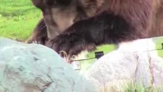 Orion Cooler- Grizzly Bear Proof