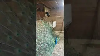 Buddy the Peacock Summer 2021