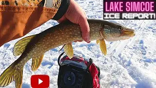 Lake Simcoe Ice Fishing Tactics| Important Lake Simcoe Ice Report | The Anglers