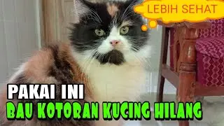 NGILANGIN BAU KOTORAN KUCING