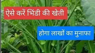 भिंडी की खेती से कमाएं लाखों 💸💸 जानिए सर्दियों में भिंडी उगाने का आसान तरीका #organic #khetibadi 