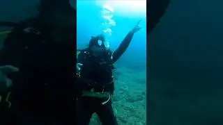 Creatures That Glow in the Dark Ocean