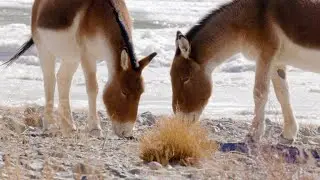 How Wild Asses Draw Nutrition From Meager Sources