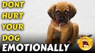 These Atrocities Can Damage Your Dog's Emotional Health - Have You Done Them? - Dog Psychology