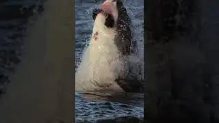 Can SHARK HUNT a FLYING EAGLE 🦅 vs. 🦈 #short #animals #birds #shark