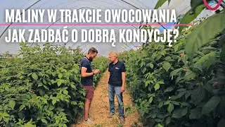 Maliny w trakcie owocowania - jak zadbać o dobra kondycję?
