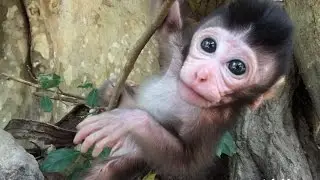 Cute Baby Monkeys - Cute baby monkey videos - Tube BBC