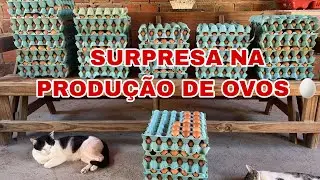 Dia Produtivo Na Ro&ccedil;a Murinho de pedras Adubo nas Plantas /SURPRESA NA PRODU&Ccedil;&Atilde;O DE OVOS
