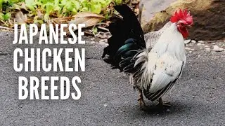 Japanese Chicken Breeds: Everything You Need to Know