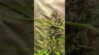 Zkittlez Autoflower &ndash; Day 80 Cannabis Grow | Harvest Time in 2x2 (60x60cm) Tent #AutoflowerGrow