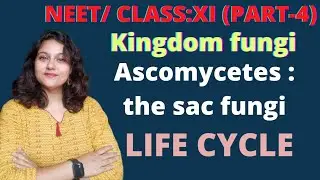 Kingdom Fungi : Life Cycle of Ascomycetes (Part-4) || Class-11 Biology / NEET. #prabhaclasses