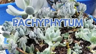 pachyphytum cuidados  suculentas donsuculento