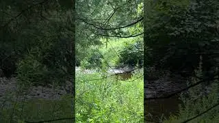 Deer and baby jumping near creek - Dallas,PA