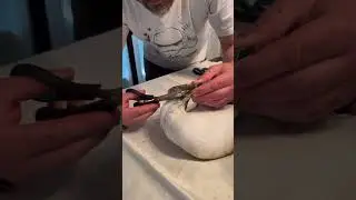 #shorts #shortsvideo #seagull #seagulls #rescue