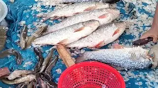 Fish Cutting Compilation | Rectangular TV