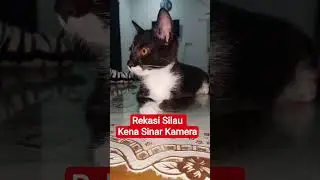 Rekasi Kucing Silau Kena Sinar Kamera #kucing #cat #kiten #anakkucing