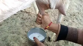 Goat 🐐 Milking by Hand|Goat 🐐 Milking Video #animals #goat