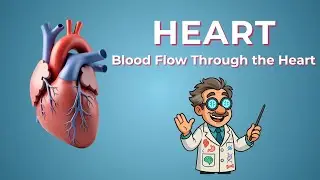 Heart Blood Flow