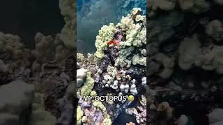 Breakfast battle!! Check out the full video in Monday Morning Live Dive!!🤯 #comedivewithus