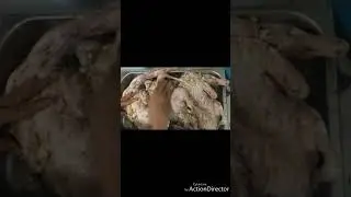 Packing Duck Ala Chef Supardi