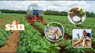 Sắn - nguy&ecirc;n liệu triệu đ&ocirc; hằng năm #sanday #emina #eminhatban #nhanongkhongdunghoachat