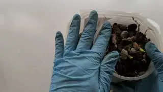 Уличная орхидея 
